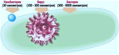 Сравнительные размеры нанобактерий